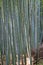 Famous bamboo grove at Arashiyama, Kyoto - Japan