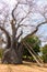 Famous Baobab of Mekatilili freedom fighter