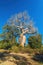 Famous Baobabs Amoureux in Madagascar