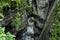 Famous Bear Head stone in Tolmin Gorges park