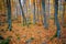 Famous beech forest in Spain, near the village Olot, near the volcanoes ambient La Fageda