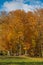 Famous beech forest in Spain, near the village Olot, near the volcanoes ambient La Fageda