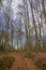 Famous beech forest in Spain, near the village Otot, near the volcanoes ambient La Fageda