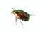 Famous beetle. Gold bug crawling on white surface