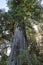 Famous Big Tree Giant Redwood in Northern California