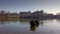 The famous Black Swans at Leeds Castle in England