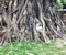 The famous Buddhaâ€™s image or head stuck inside the Bodhi trees in Wat Mahathat, Ayutthaya, Thailand