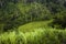 Famous Campuhan ridge walk with tropical view and palm trees in Ubud, Bali, Indonesia