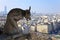 Famous chimera of Notre-Dame overlooking Paris.