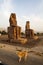 Famous colossi of Memnon  giant sitting statues  a dog in front  Luxor