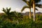 Famous Cuba farmland tobacco area at sunset, Valley de Vinales,C