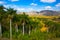 Famous Cuba farmland tobacco area, Valley de Vinales,Cuba.