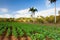 Famous Cuba farmland tobacco area, Valley de Vinales, Cuba.