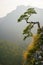 Famous curved pine tree on the top of Sokolica peak in Pieniny, Poland