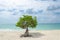 Famous Divi Divi tree which is Aruba`s natural compass