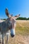 Famous donkey on Ile de Re