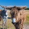Famous donkeys on Ile de Re