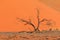 The famous dune 45. The Namib-Naukluft National Park of Namibia