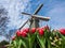 The famous Dutch windmills. View through red tulips