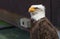 Famous eagles at FC Benfica stadium. Lisboa, Portugal