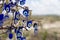 Famous evil eye tree scenery view in Cappadocia, Goreme, Turkey