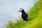 Famous faroese bird - puffin