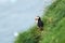 Famous faroese bird - puffin