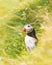 Famous faroese bird - puffin