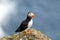 Famous faroese bird puffin closeup