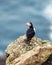 Famous faroese bird puffin closeup