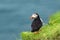 Famous faroese bird puffin closeup