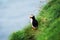 Famous faroese bird puffin closeup