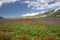 Famous flowering of lentils and poppies in Castelluccio di Norcia in the park of the Sibillini Mountains. Background