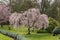 The famous Garden of Ninfa in the spring