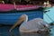 Famous Georgia Pelican of mykonos, cyclades , Greece