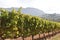 Famous Groot Constantia Wine Estate in Cape Town, South Africa