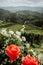 Famous heart shaped wine road in Slovenia