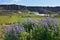 Famous Icelandic violet blooming flowers Lupins in scenic view with mountains, steaming hot creeks and horses