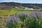 Famous Icelandic violet blooming flowers Lupins in scenic view with mountains, steaming hot creeks and horses