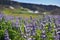 Famous Icelandic violet blooming flowers Lupins in scenic view with mountains, steaming hot creeks and horses