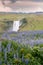 Famous Icelandic waterfall with purple flowers in the foregroung. Skogafoss and lupinus. Red afterglow in clouds. Famous Icelandic