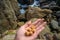 The famous Kamieshi rock at Udo shrine