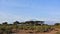 The famous Kilimanjaro, Kenya. Against the background of umbrella acacias, the mountain is clearly visible.