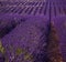 Famous lavender fields in France Provence