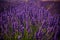 Famous lavender fields in France Provence