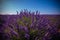 Famous lavender fields in France Provence