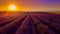 Famous lavender fields in France Provence