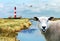 The famous Lighthouse Westerhever with a laughing sheep in the salt meadows, Germany