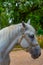 Famous Lipizzan horses in Slovenian village Lipica