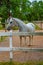 Famous Lipizzan horses in Slovenian village Lipica